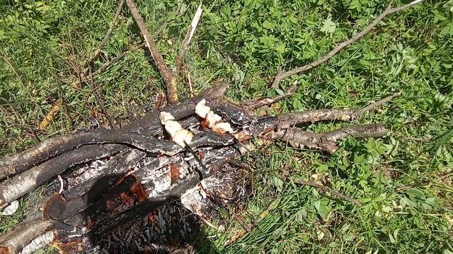 Шашлык в лесу шампура подделка