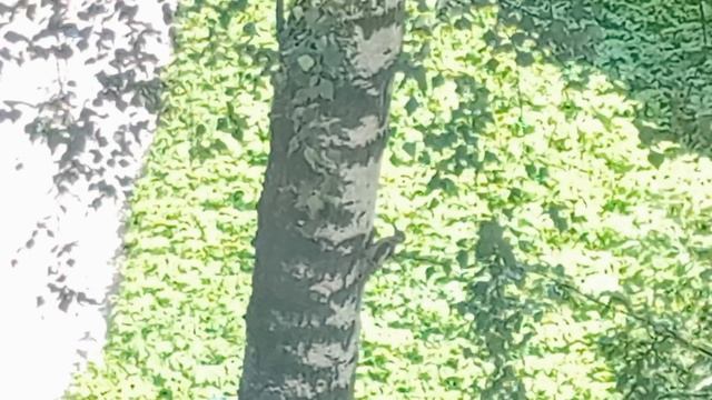 Дятел на стволе березы. VID_20260722_131725