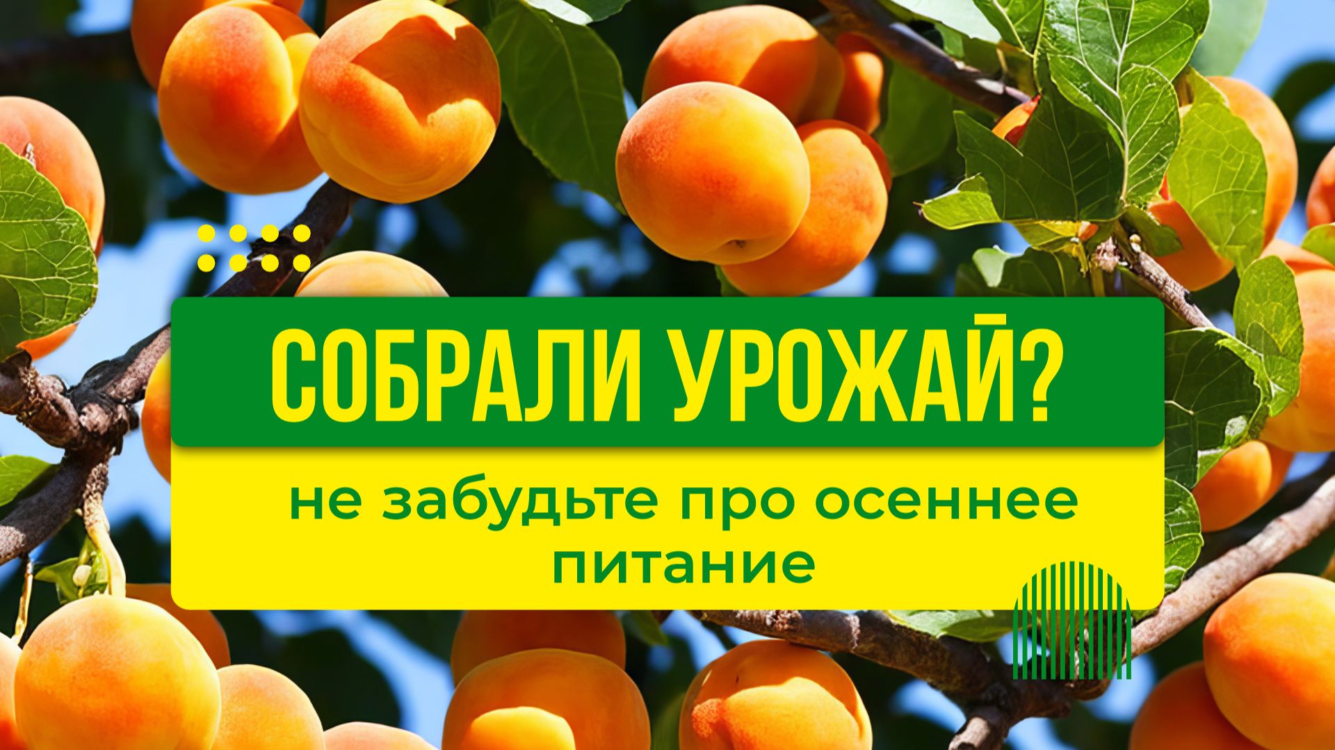 Собрали урожай? Не забудьте про осеннее питание