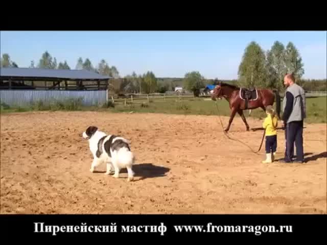 Пиренейский мастиф. Поездка на конюшню.