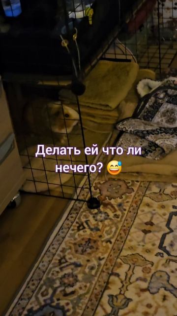 Будет ли свинка Белка исполнять команду 