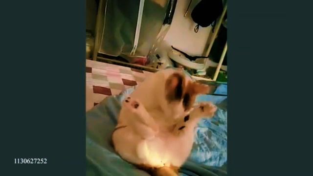 Приколы с КОШКАМИ   FUNNY CATS 