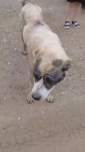 🆘🙏 🆘 Ищем 🏠/кураторов ❗! Пост в описании 🎥 #dog #собака #animals #алабай #любовь #сао