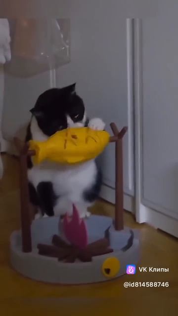 Дуракаваляние котиков