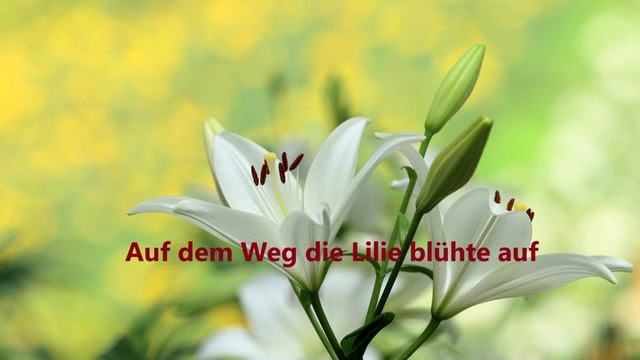 Auf Dem Weg Die Lilie Blühte Auf,,..