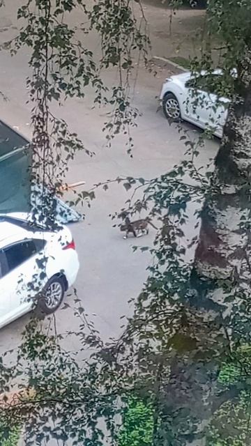Кошка ходит по автостоянке. VID_20260818_124305