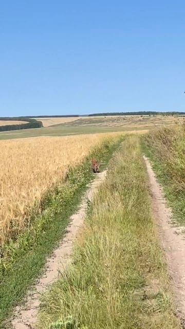 🦅 Орленка Росю изъяли из природы и направили в зоопарк на реабилитацию  Солнечного орла обнаружили
