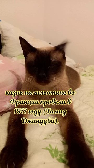 Клеопатра
#факты #история #уход #жизнь # #радость #интересно #рекомендации #популярное #подборка #ко