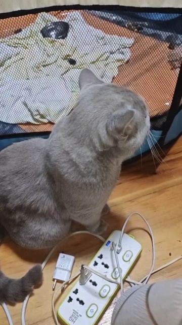 Не дают мне спокойно поесть