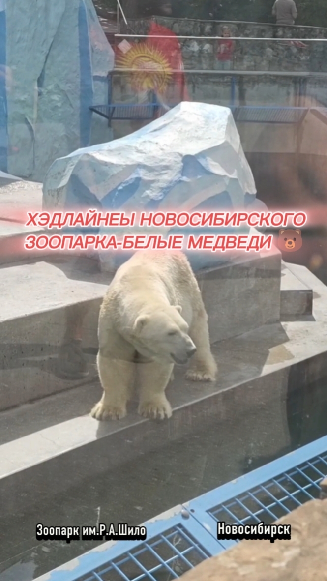 Звёзды новосибирского зоопарка 🐼