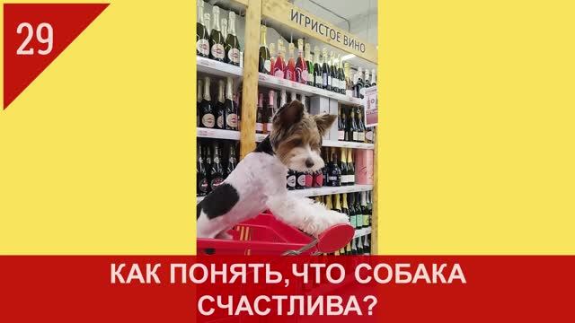 КОГДА СОБАКА СЧАСТЛИВА?