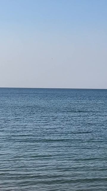 Заснял ДЕЛЬФИНА на черном море. Анапа.