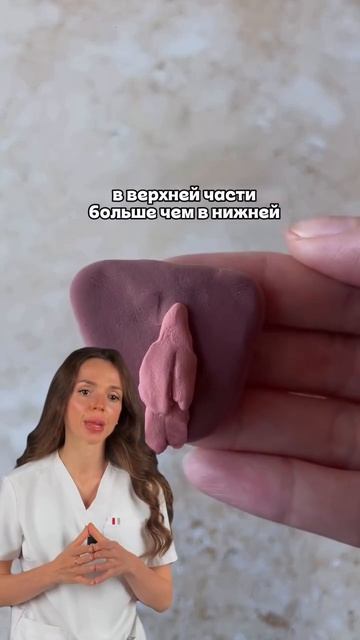 Как может выглядеть женская интимная зона