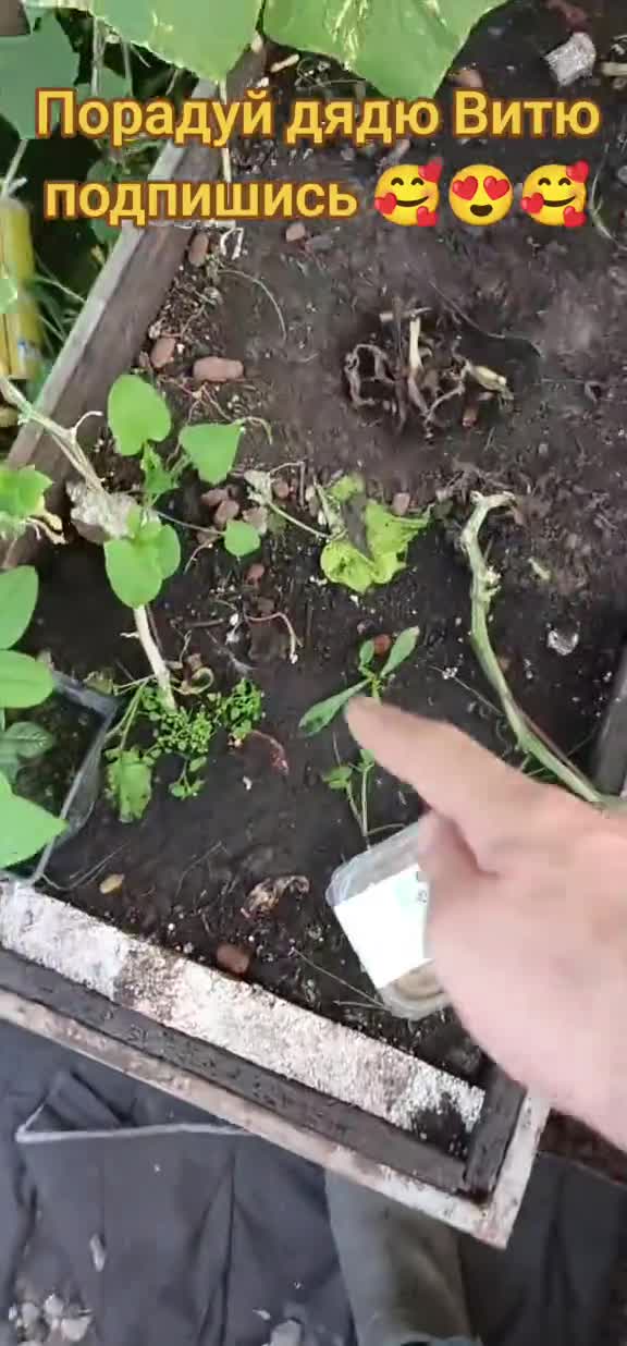 Бананы в теплице погибают. неправильно посадил их очень глубоко. #бананы #сад #огород #теплица #д...