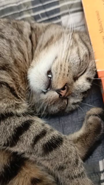 Я сплю и вижу сны про креветочку 🦐 😹#Интернет слезам не верит