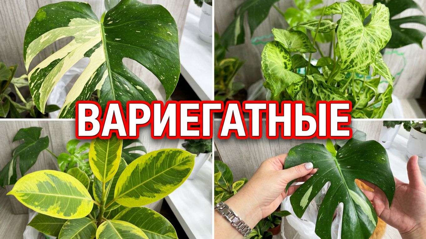 Новинки растений в мою коллекцию - Вариегатные!