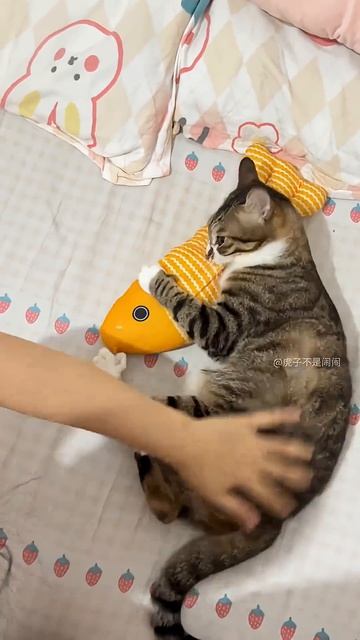 Funny Cat
