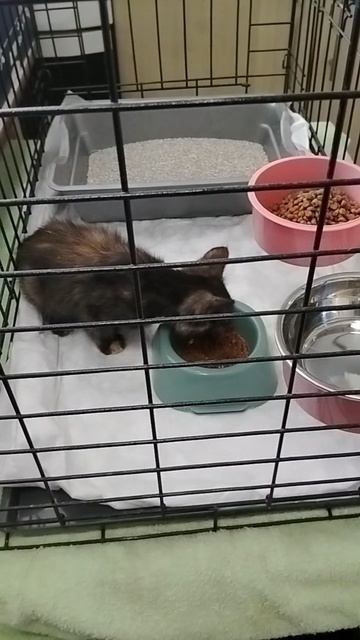 Ну что, мы опять вынуждены потесниться, чтобы принять еще одного хвостика, нуждающегося в помощи!  Я