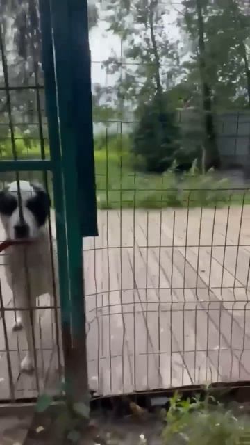 Красавица САО Камилла  🌸🔎7⃣Ю 🏠❗ Пост в описании 🎥 #сао #собака #animals #алабай #любовь