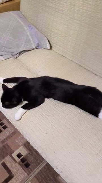 Усик спит как человек… ну почти! 😄 😴