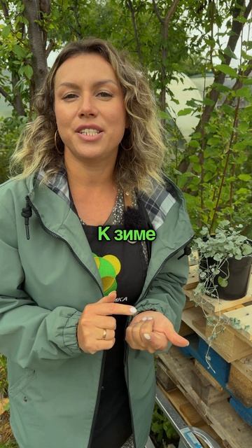 Какие цветы посадить в августе до 31 числа?