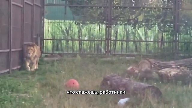 WJXB0518_24.08.2026_Видео от Светланы