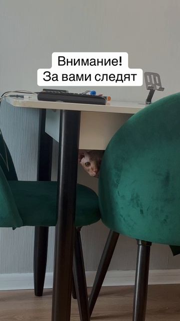 Под наблюдением