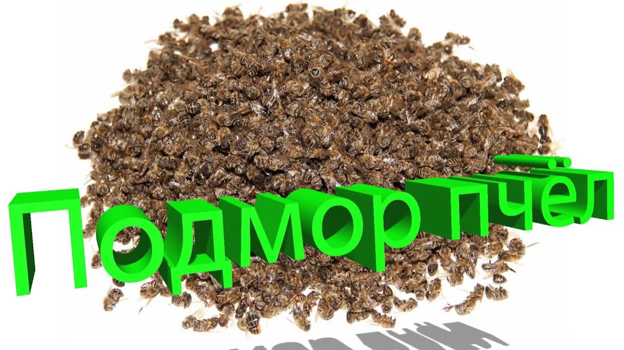  Пчелиный подмор: о чём говорит и как использовать? Отвечает профессор Кашковский 