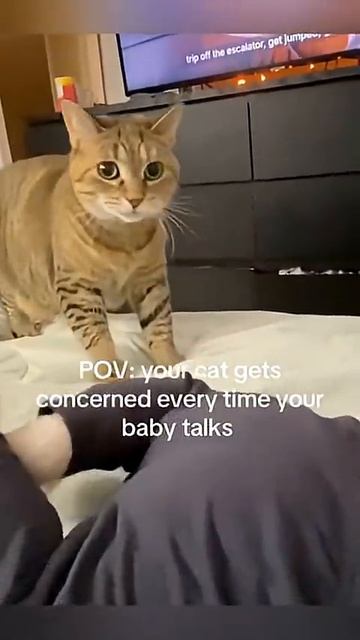 Cat's POV_ I Can't Stand This Baby Anymore.🤣#catsoftiktok #cats #funny#babiesof