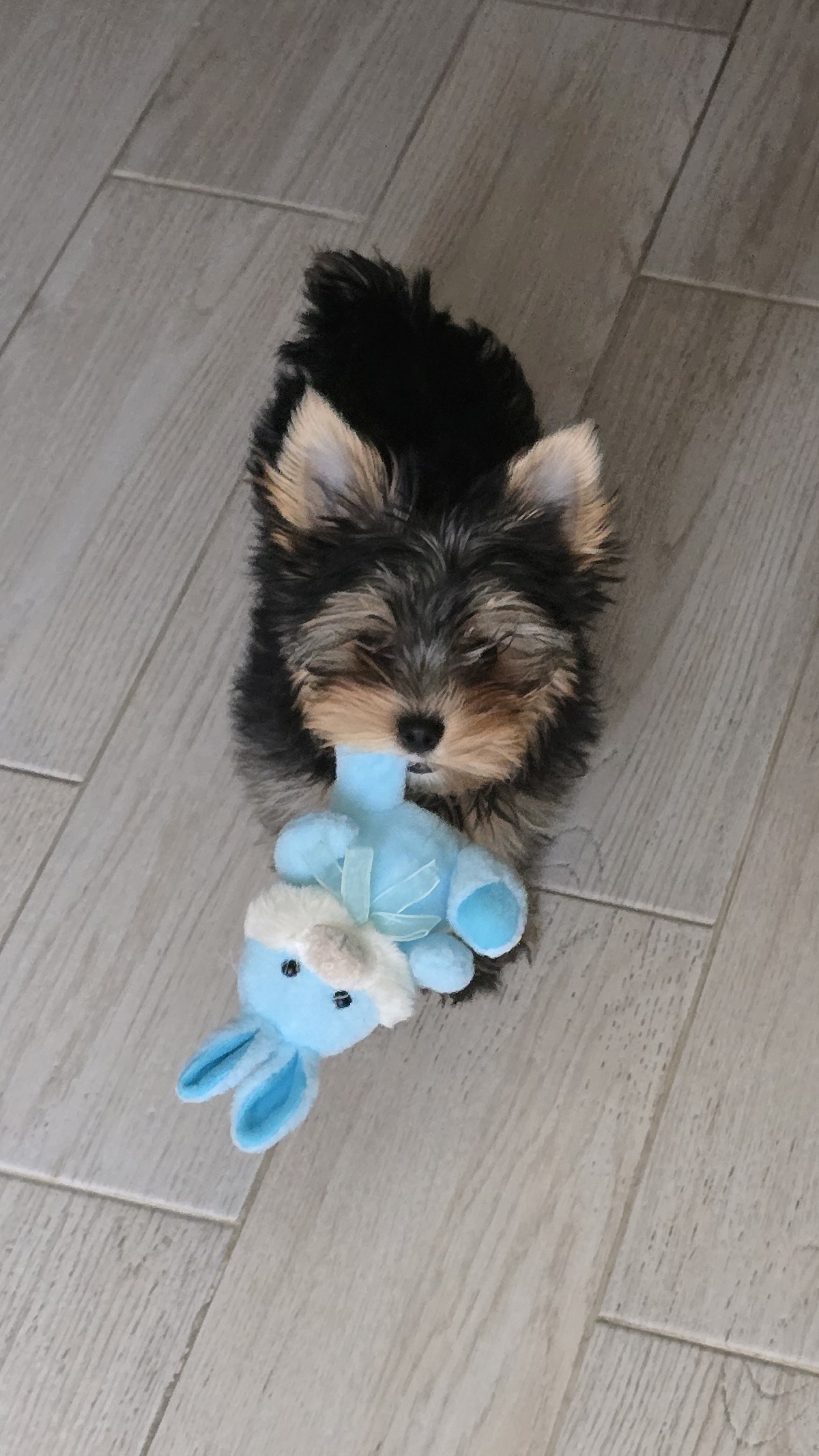 🐶Маленькая жлобяра - Плюша🐾