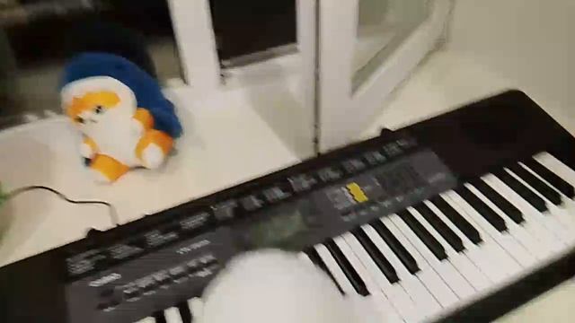 нерпа с играет синтезатор 2
