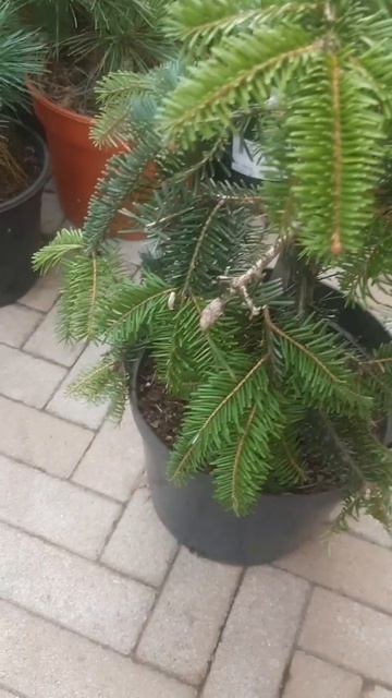 ❤🌲Пихта Белая Пендула
✔Продажа растений в макс и телеграм канале: Https://t.me/love_is_hvoiny_dvorik