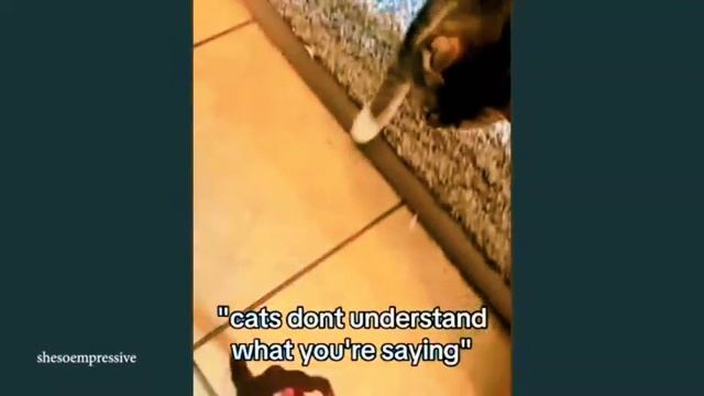 Смешные КОШКИ   забавные животные  FUNNY CATS 