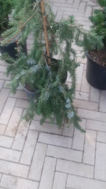 ❤🌲Ель Сербская пендула
✔Продажа растений в макс и телеграм канале: Https://t.me/love_is_hvoiny_dvori