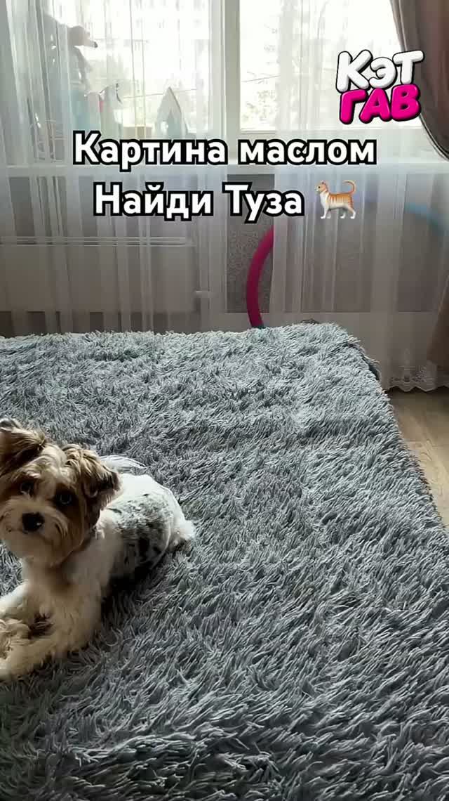 Котики такие наивные