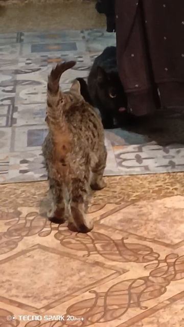 Первые шаги Жужи дома 
#Интернет слезам не верит😺