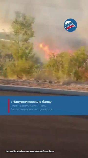 Только обрели свободу и попали в ад: в Волгоградской области полыхает дом для птиц