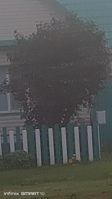 Туман туманише