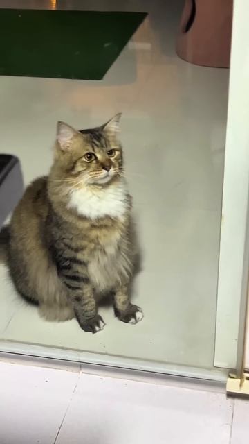 The “Mama” Meow That Melted Hearts 🥰🐾