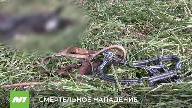 Собаки загрызли пони и жеребёнка. Нижневартовск