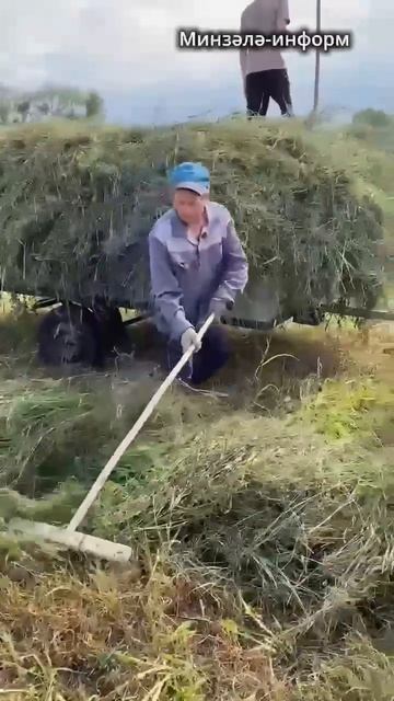 🐑 Сена хватит на всю зиму