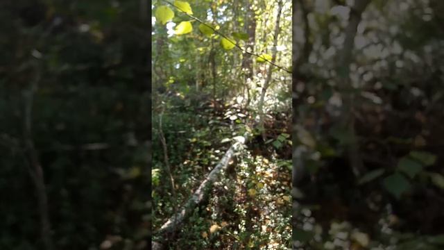 1000029484.mp4