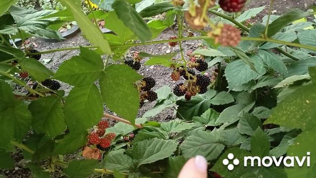 Рано утром в огород.Выкопала свёклу.Серёжкин улов