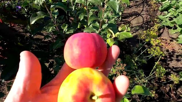 Яблоня АЛТАЙСКОЕ РУМЯНОЕ август