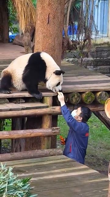 Вы не поверите, как уморительно панды попадают впросак! #панда #милота