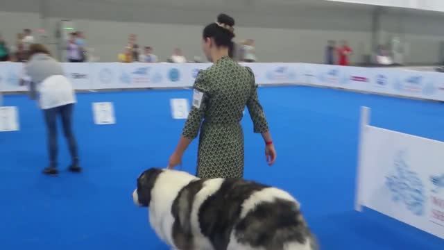 Пиренейский мастиф Altoaragon Dalida на World Dog Show 2016