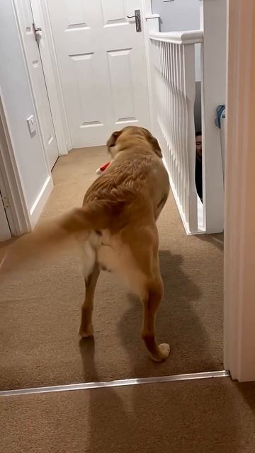 The Power Of The Tail. From Guitar Solos To Helicopter Takeoffs, These Dogs Are