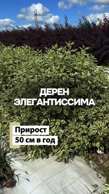 Что посадить на солнце и в засуху? ТОП-3 неприхотливых кустарника для сада