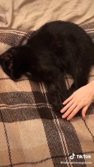 Кот СИНУС