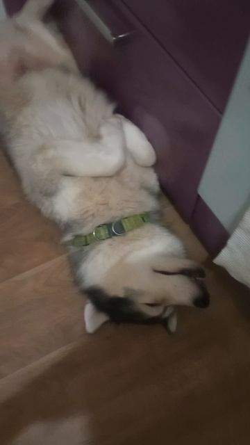 зайка спит 🛌